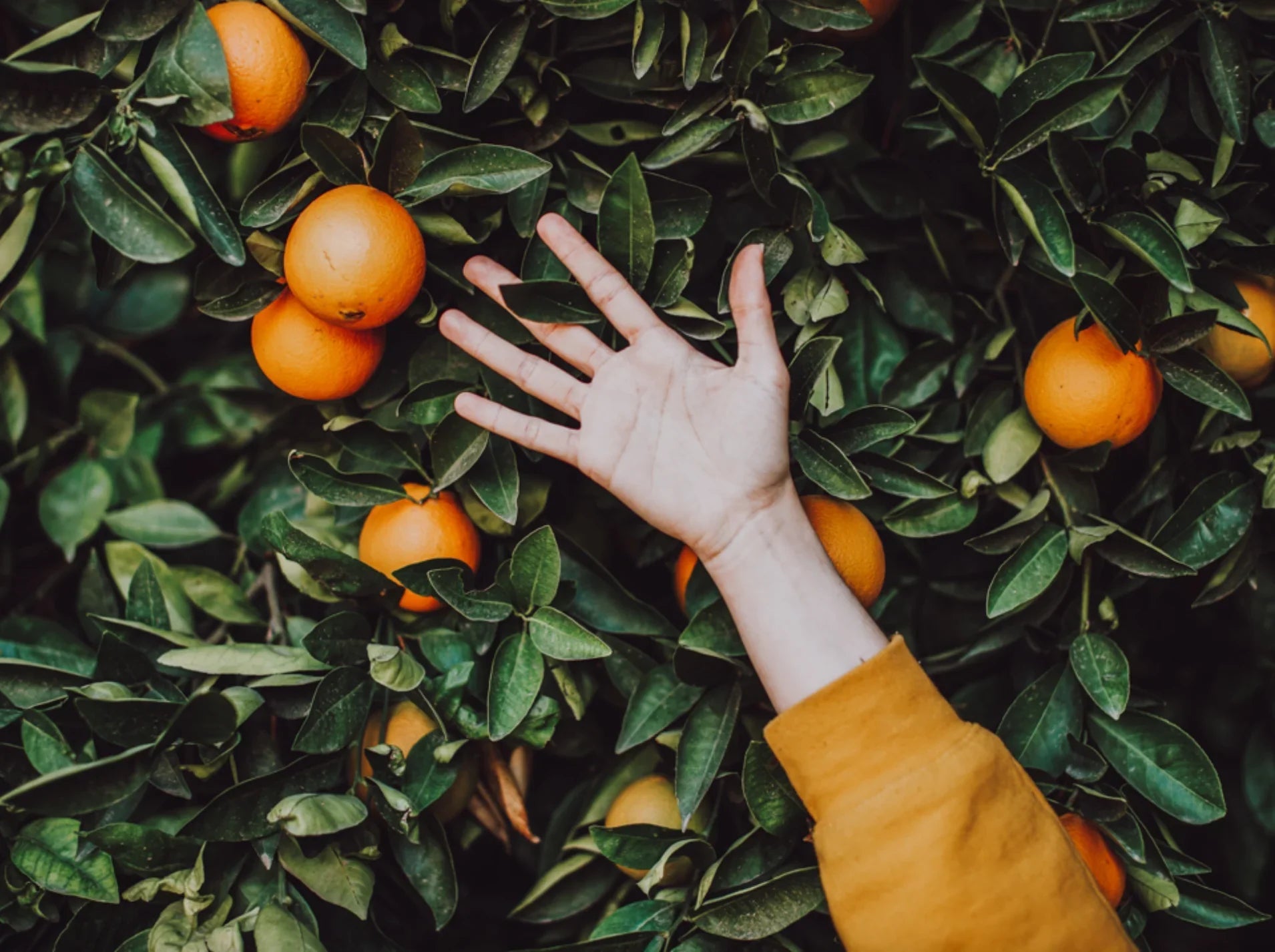 Hand reaching for ripe oranges on a lush orange tree with green leaves