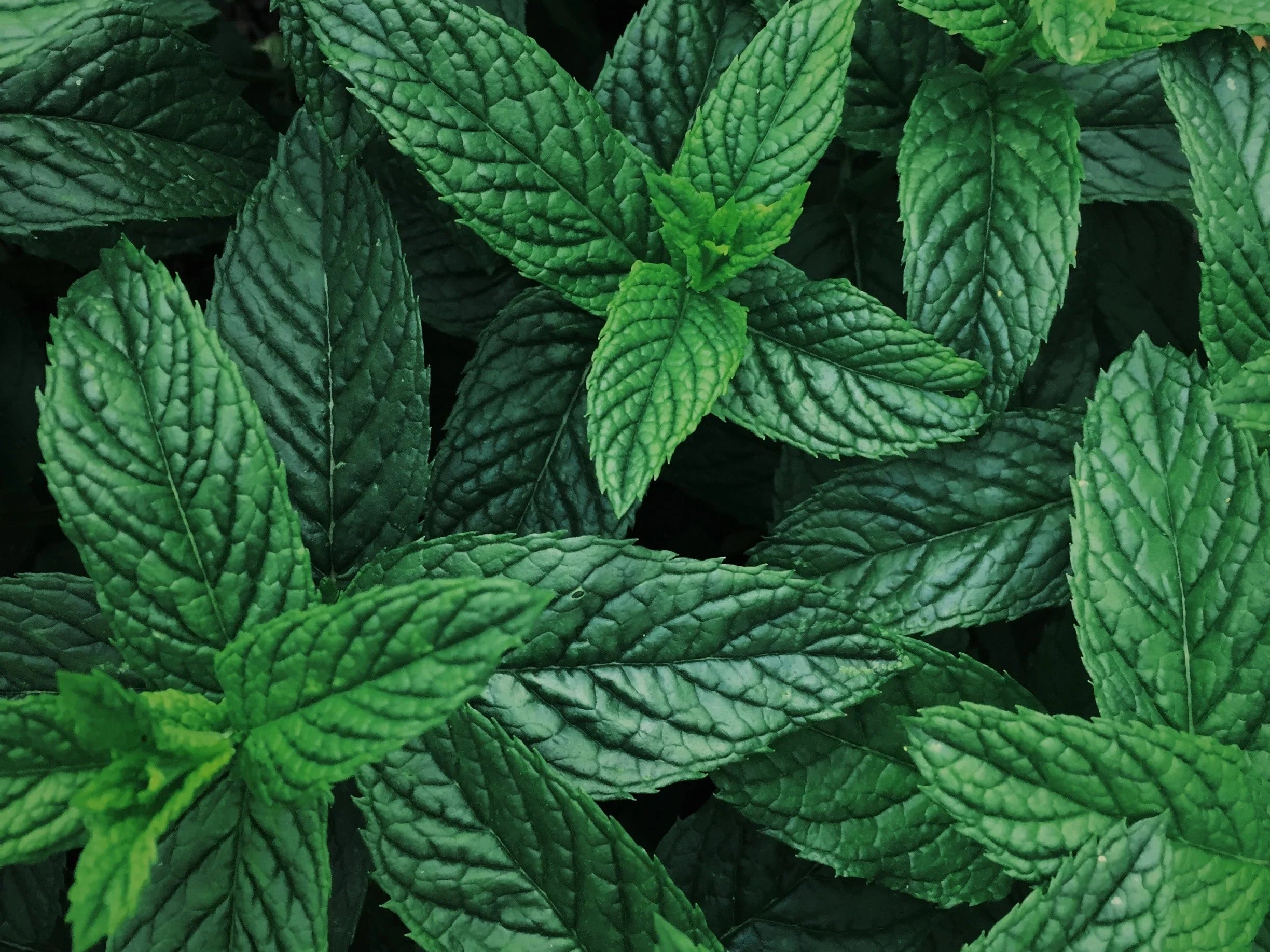 Close-up of fresh green mint leaves with textured surface in natural light
