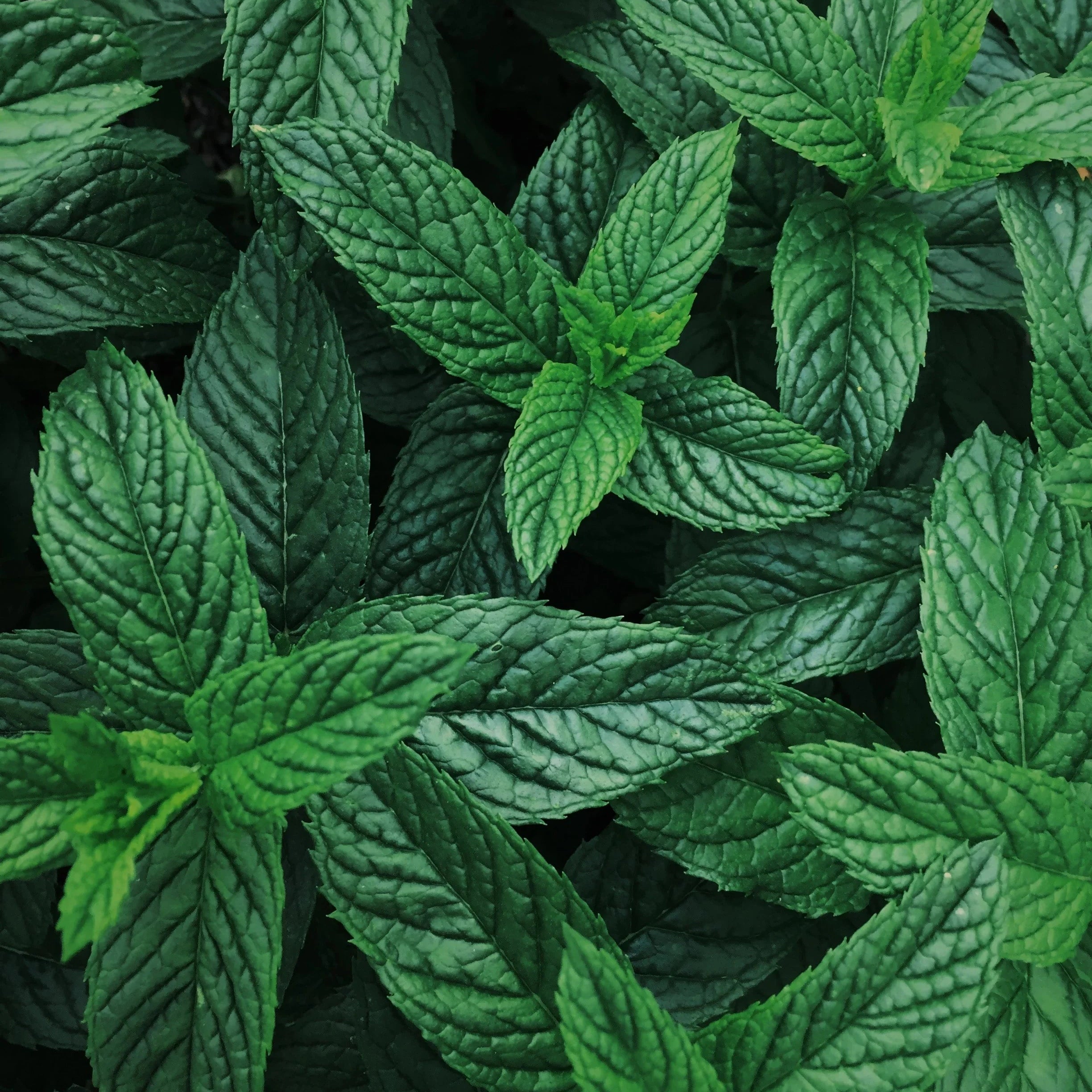 Close-up of fresh green mint leaves with textured surface in natural light