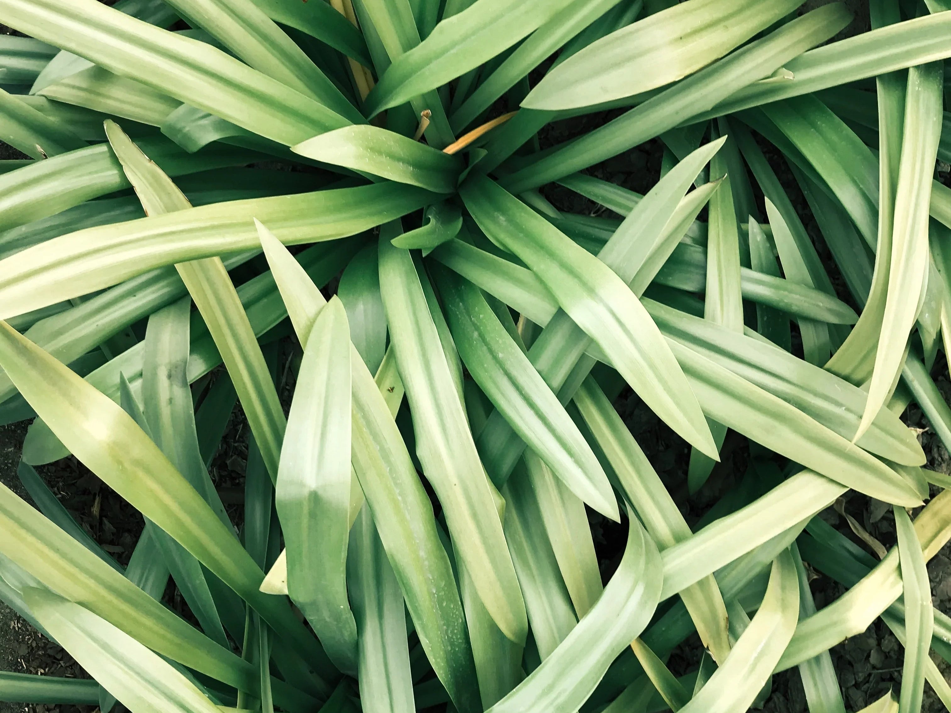 Close-up of green spiky leaves in a garden, tropical plant foliage texture