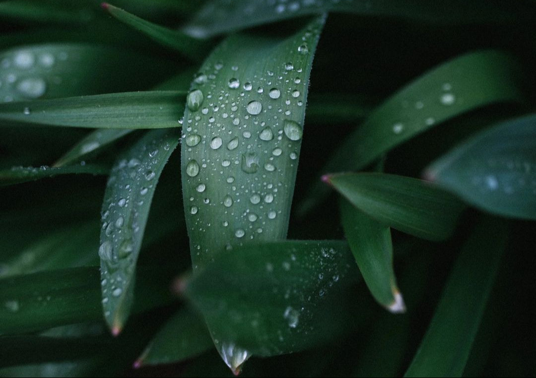 Close-up of green leaves with water droplets, showing fresh, natural plant texture