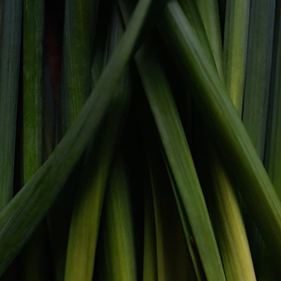 Close-up of green pandan leaves with natural texture and vibrant color