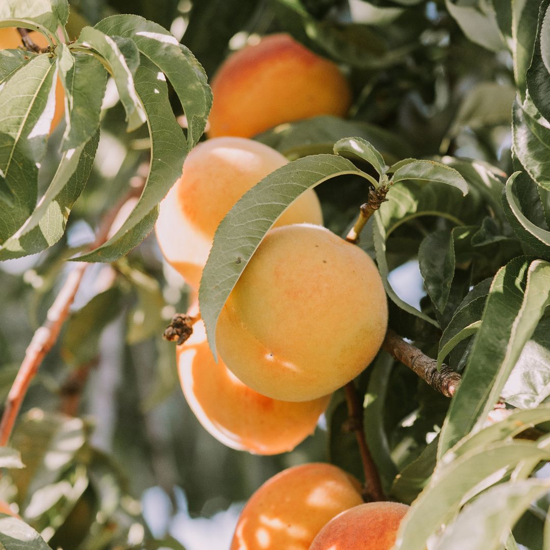 Ripe yellow peaches hanging on a tree branch with green leaves in sunlight