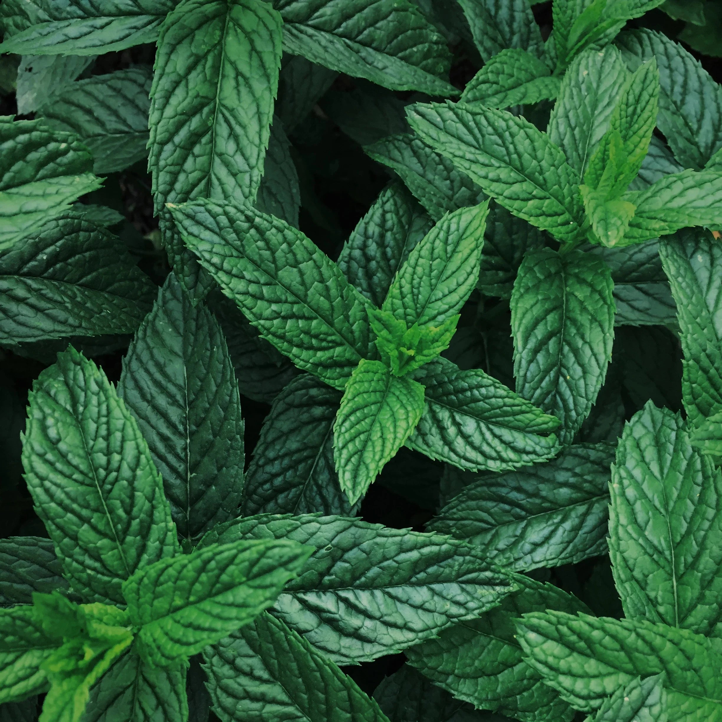Fresh green mint leaves closeup, natural herbal foliage background