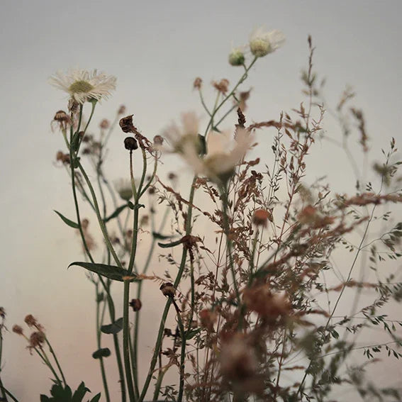 Soft focus wildflowers and dried grass against a muted, neutral background for floral decor
