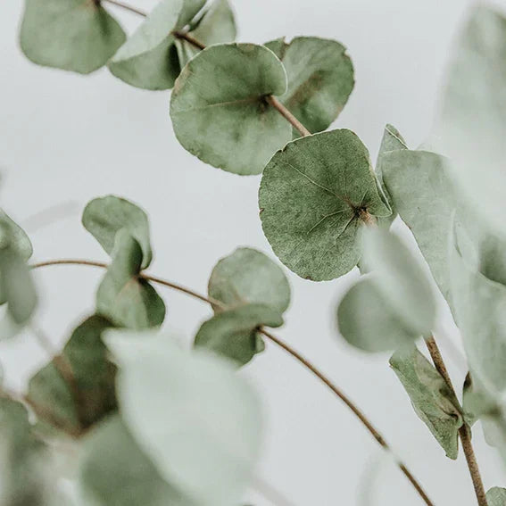 Close-up of eucalyptus leaves on stems with a soft neutral background