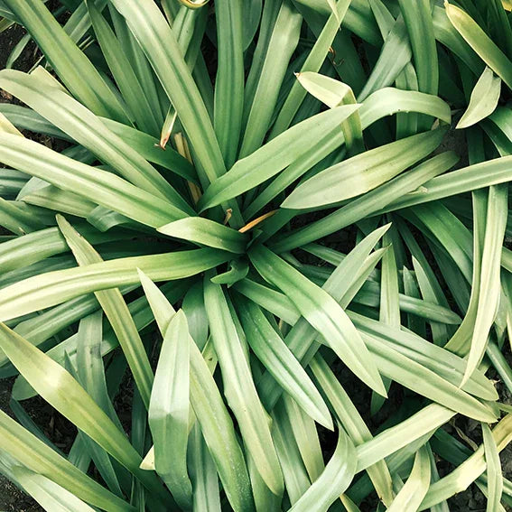 Top view of lush green plant with long, narrow leaves in natural garden setting