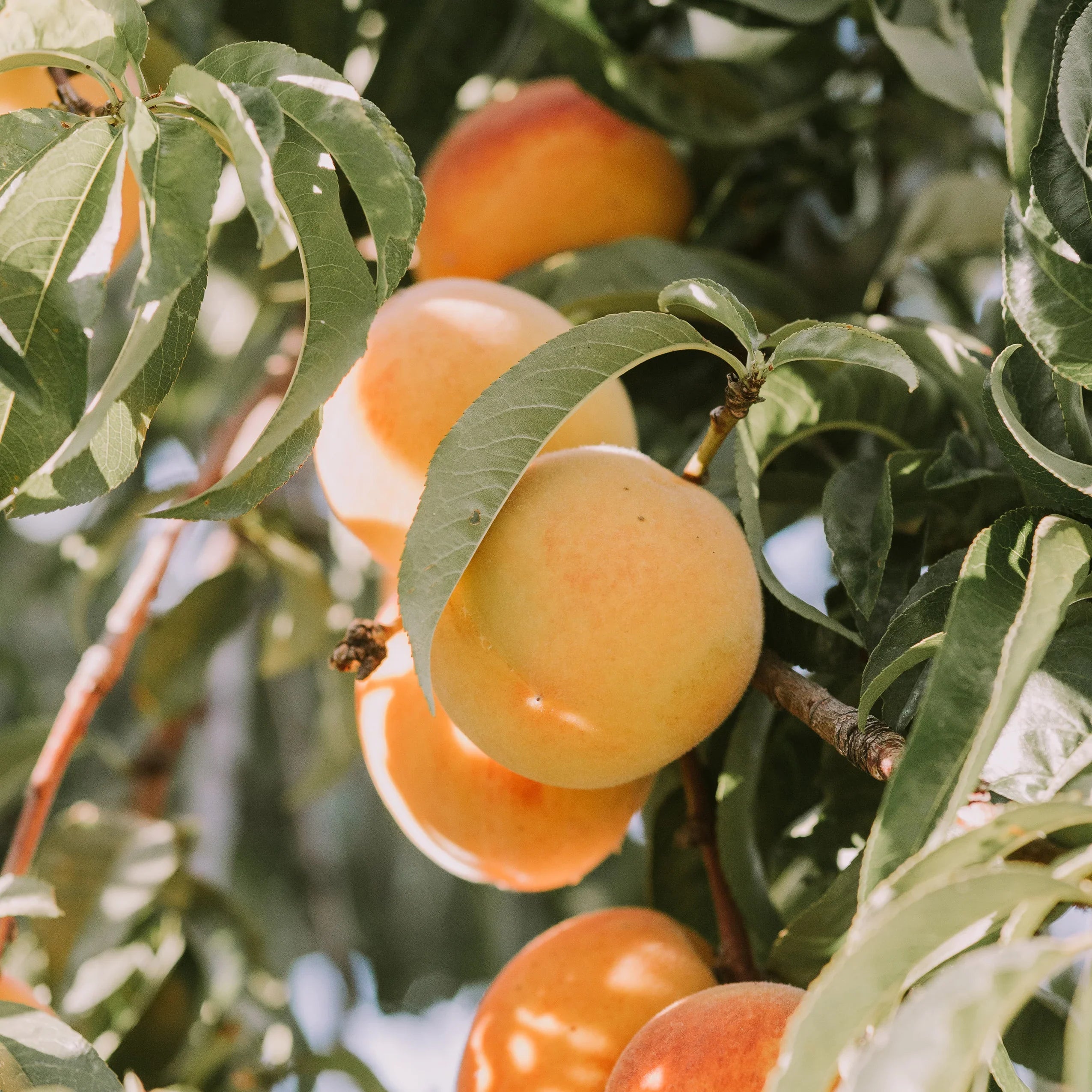 Ripe peaches growing on a tree branch with green leaves in sunlight