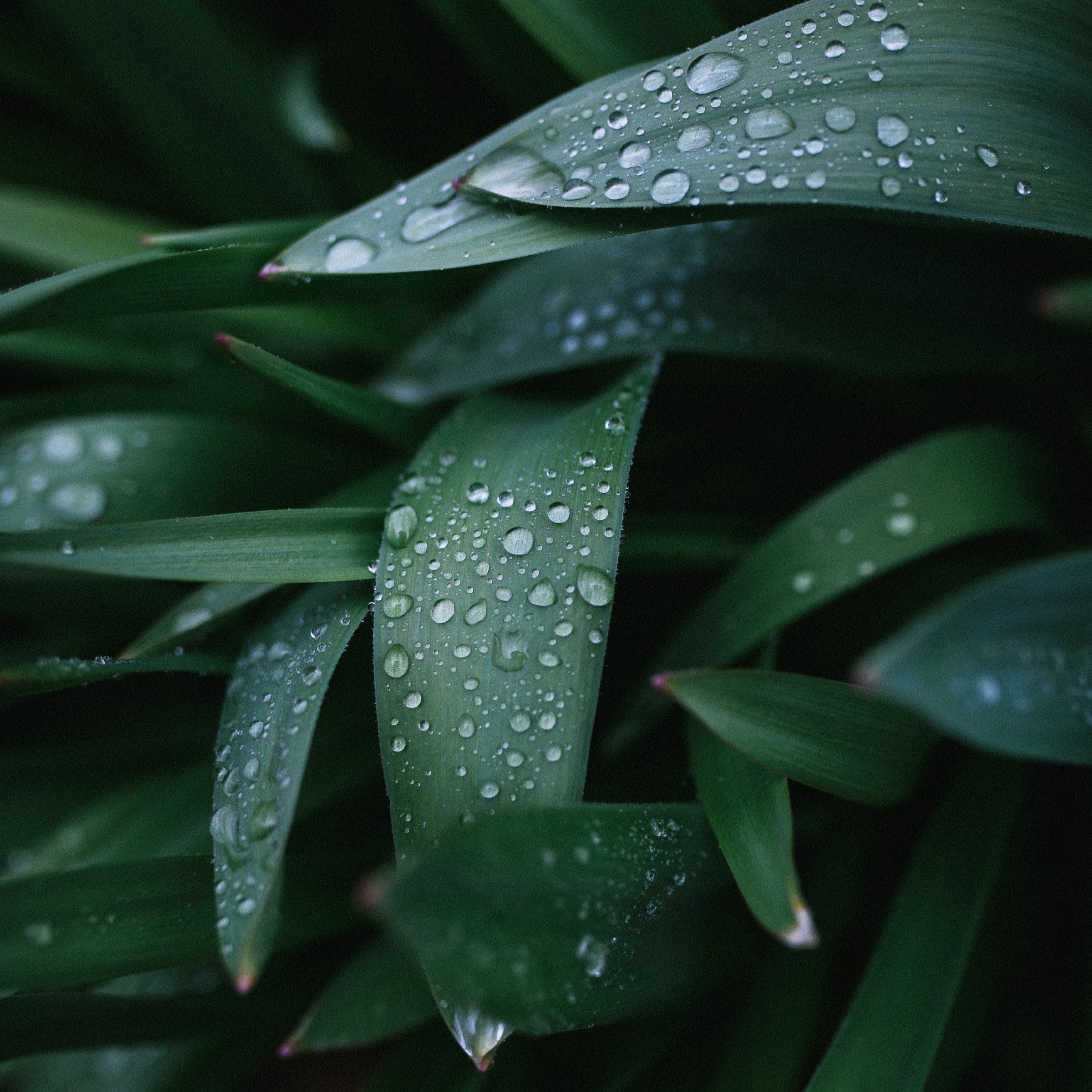 Close-up of green leaves with water droplets, nature background, fresh foliage