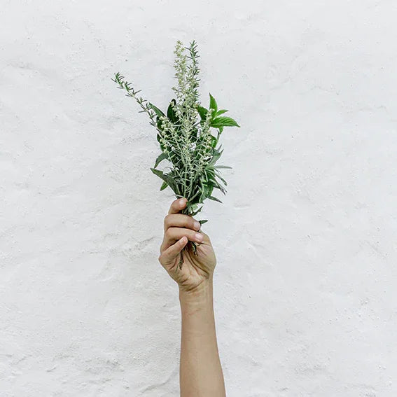 Hand holding fresh green herbs against white textured wall background