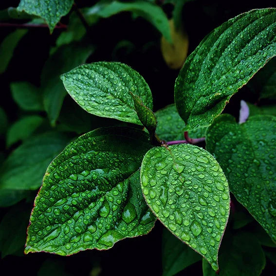 Fresh green leaves with water droplets in a lush garden