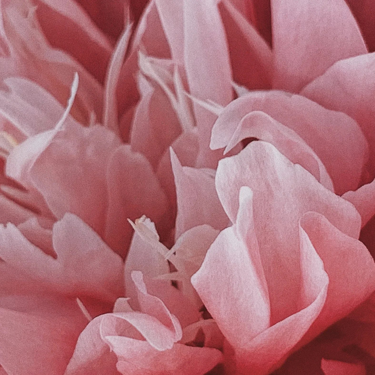 Close-up of pink flower petals with soft textures and vibrant color