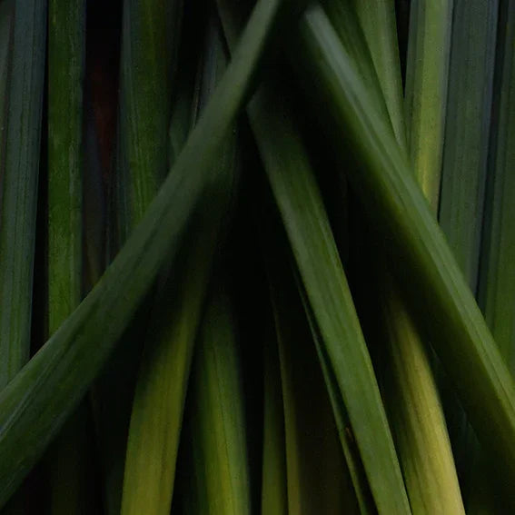 Close-up of fresh green chives stalks, kitchen herbs, natural food ingredient